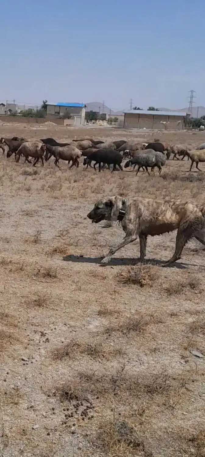 سگ ماده جهت فروش پدر ومادر افغان و سراب|سگ|اراک, |دیوار