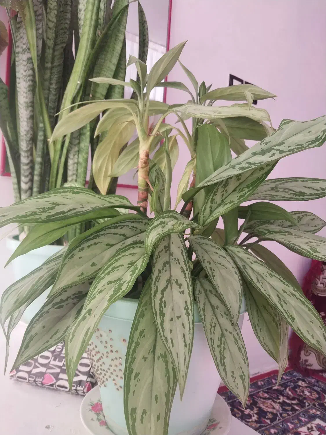 سه نوع گل|گل و گیاه طبیعی|اسلامآباد غرب, |دیوار