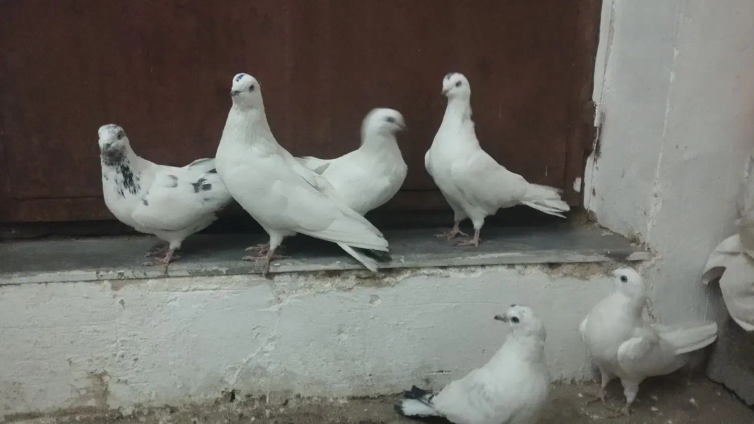 کبوتر|پرنده|آذرشهر, |دیوار