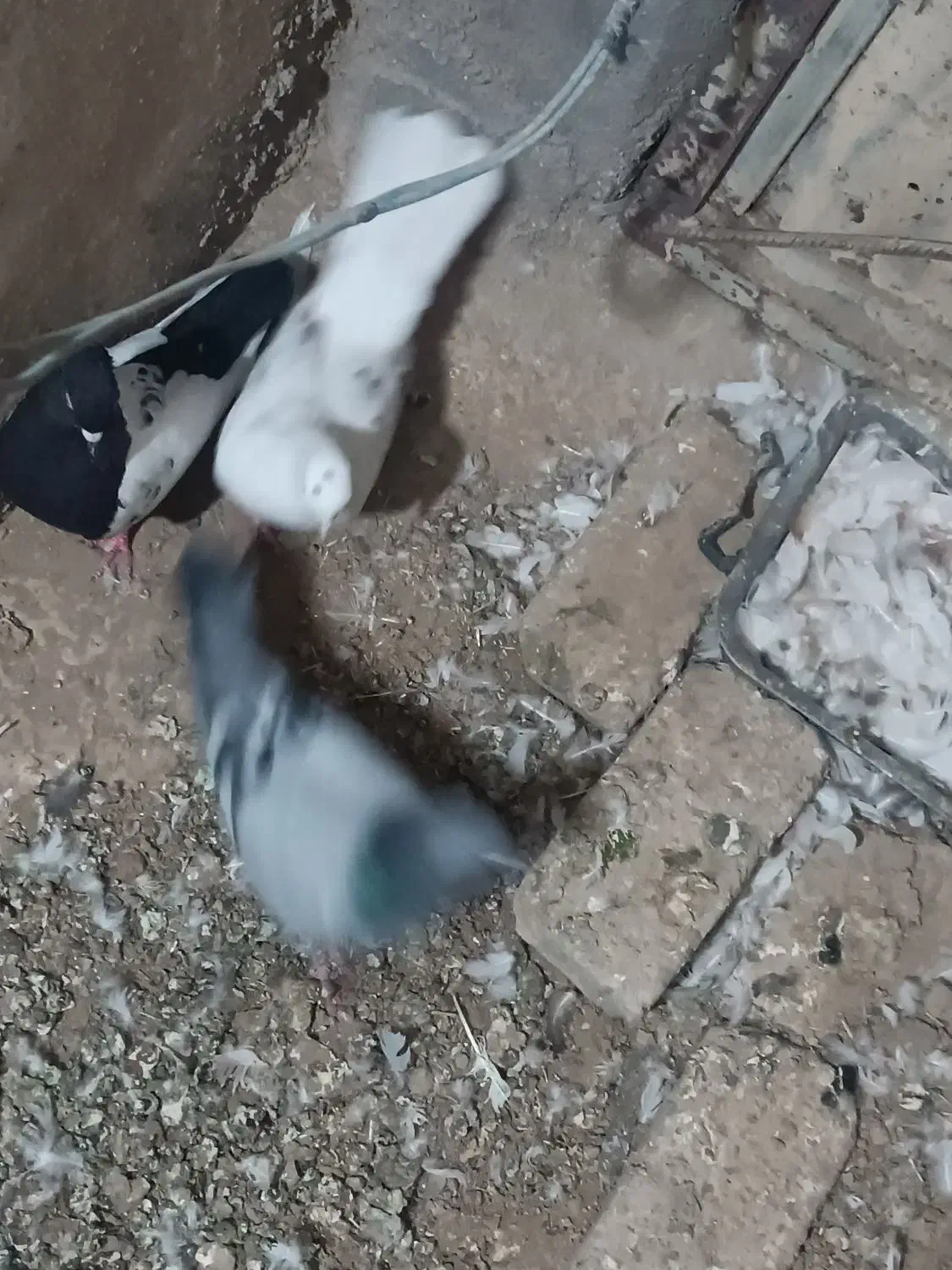 کبوتر|پرنده|بروجرد, |دیوار