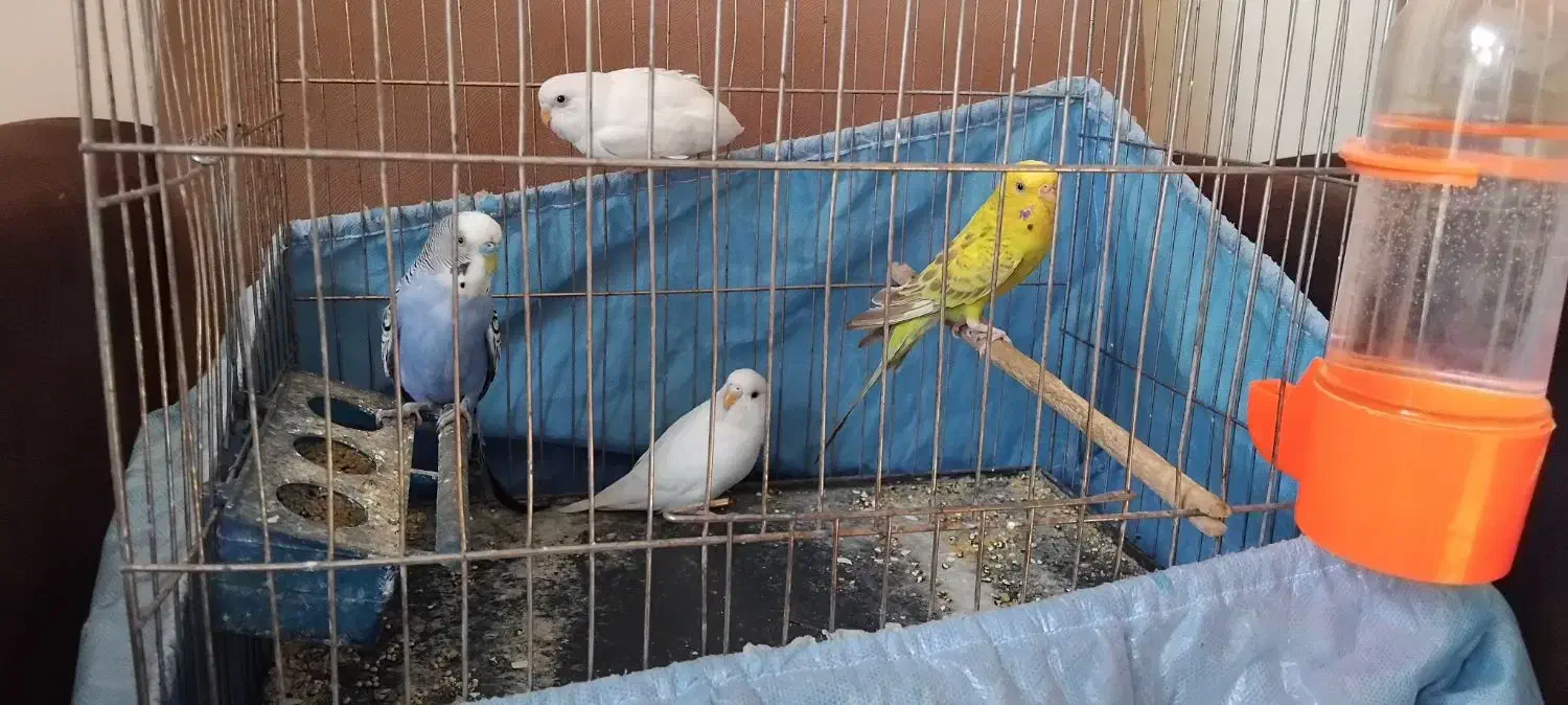 مرغ عشق دستی و سهره|پرنده|اصفهان, شاهد|دیوار