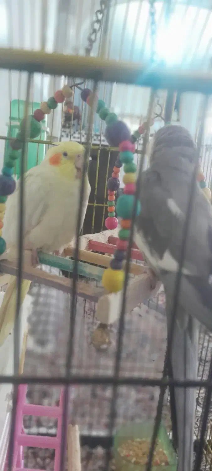 گمشدها|حیوانات|دورود, |دیوار