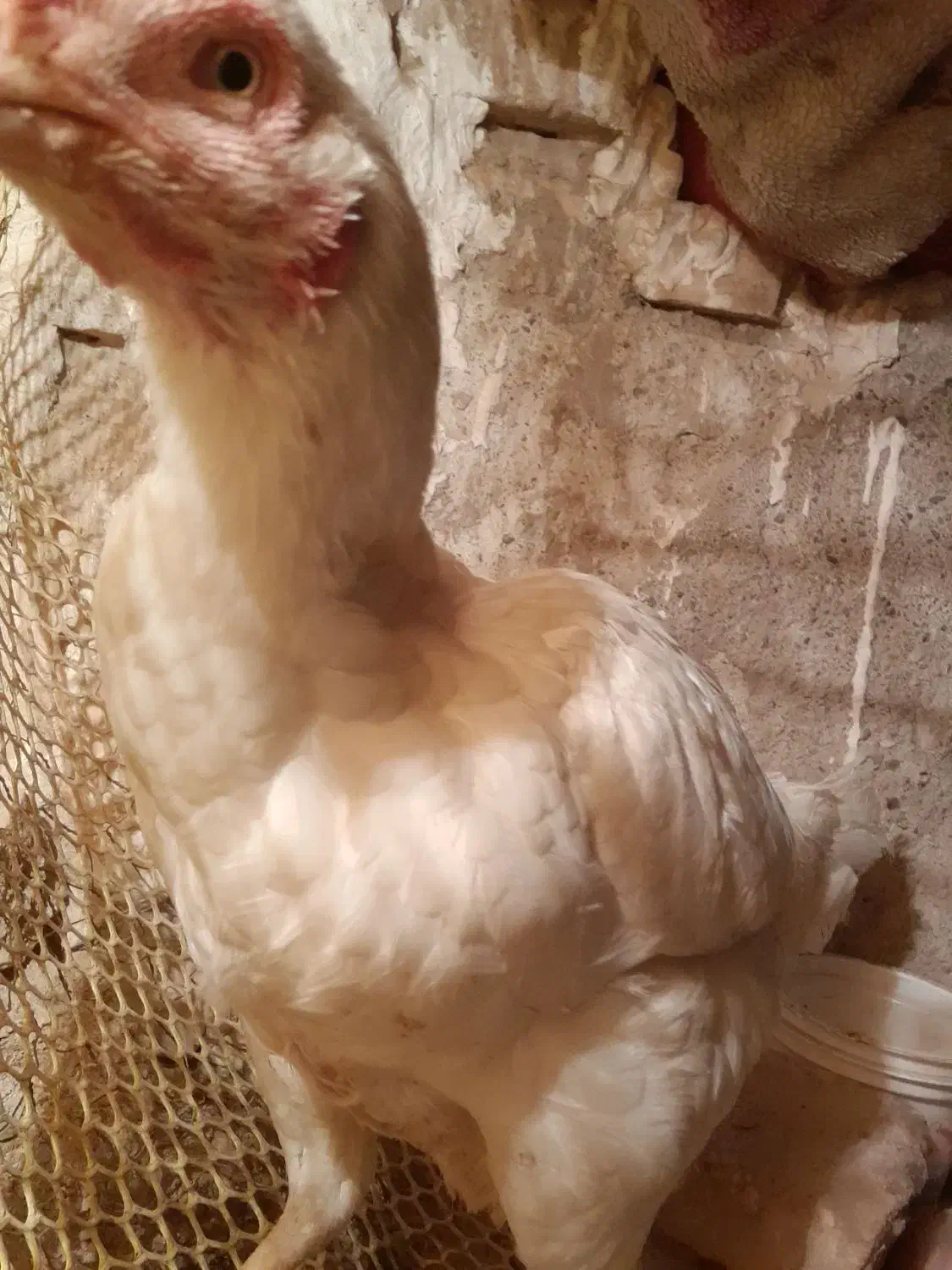 مرغ لاری تخمگذار|حیوانات مزرعه|مشهد, رده|دیوار