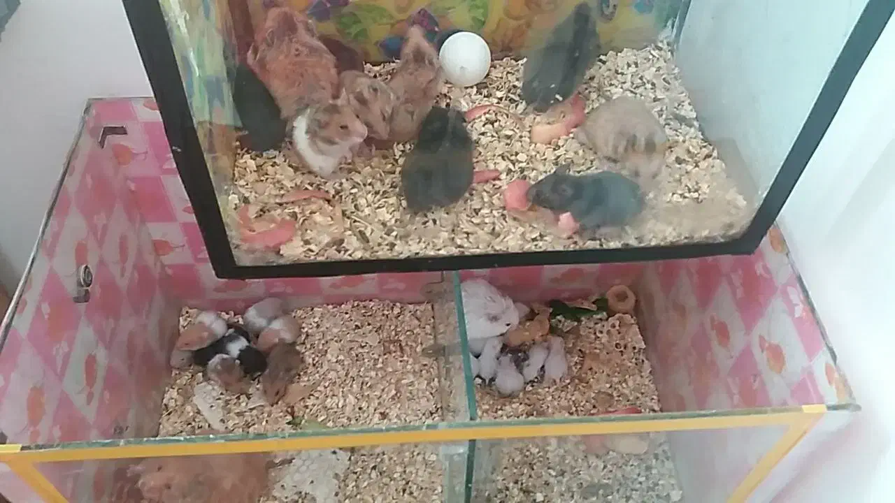 همستر ۱۰۰|موش و خرگوش|زرند, |دیوار