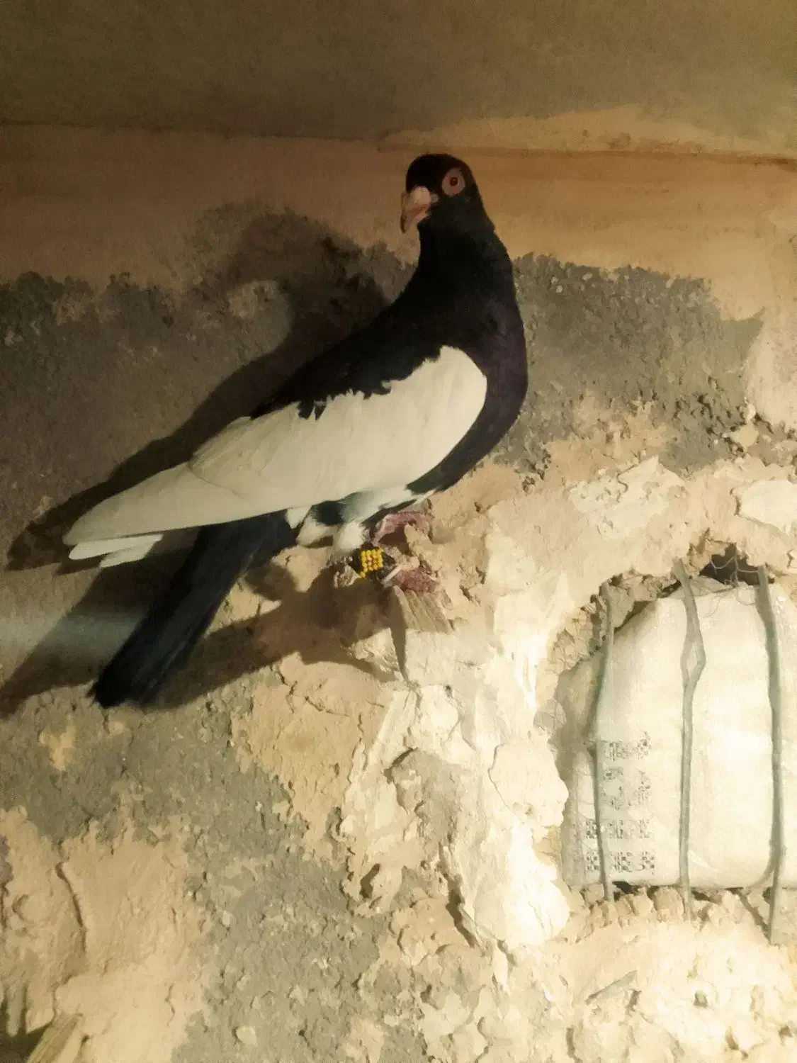 چهارتا حیوون|پرنده|قوچان, |دیوار