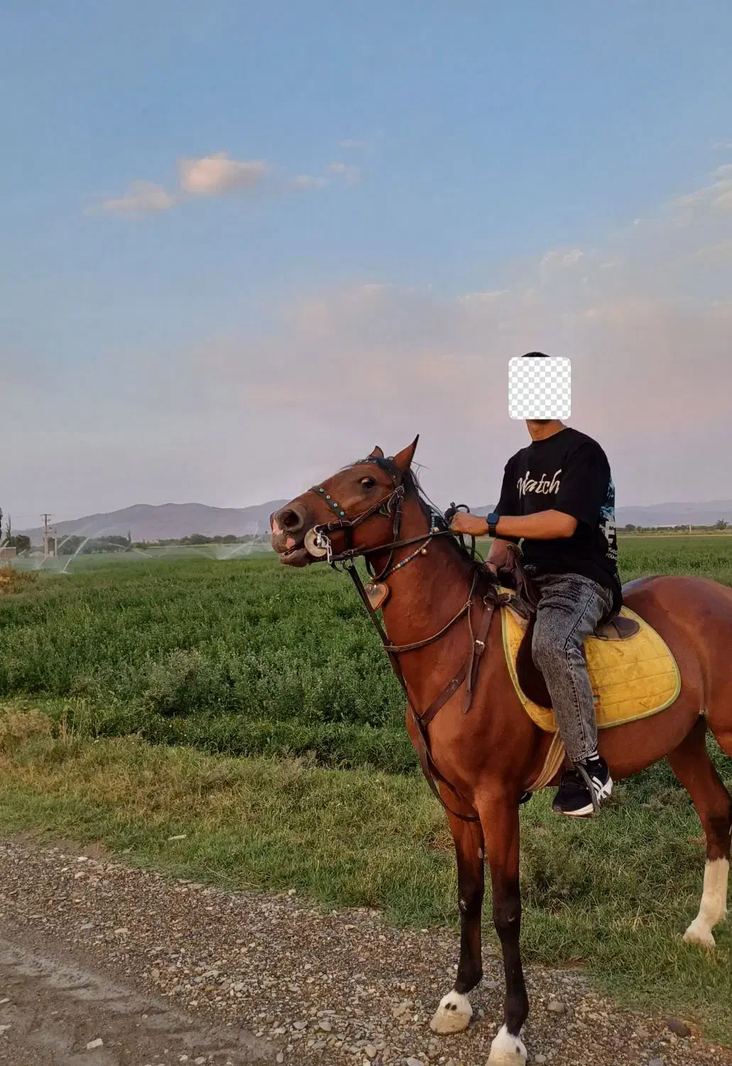 اسب|اسب و تجهیزات اسبسواری|جوکار, |دیوار