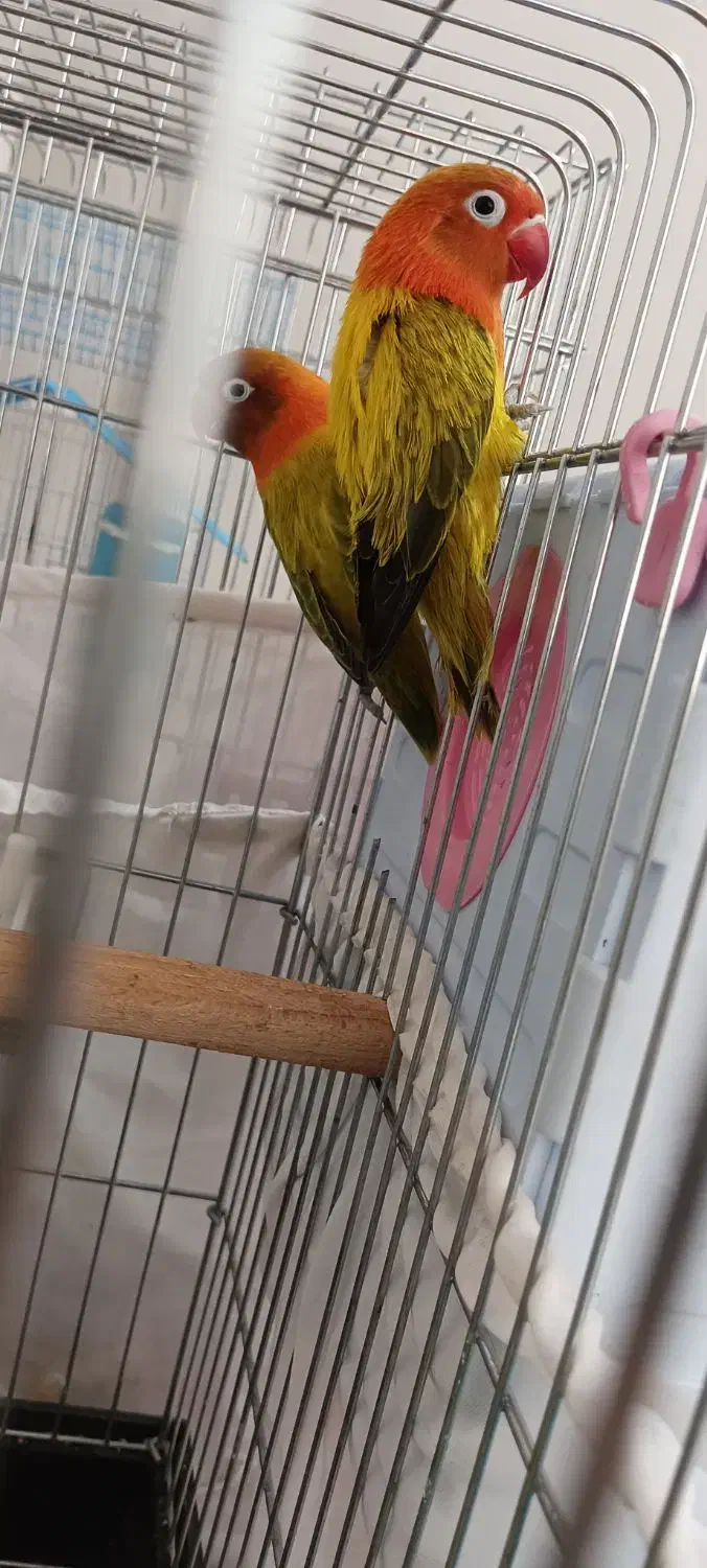 جفت برزیلی یووینگ مولد|پرنده|پاکدشت, خاتون آباد|دیوار