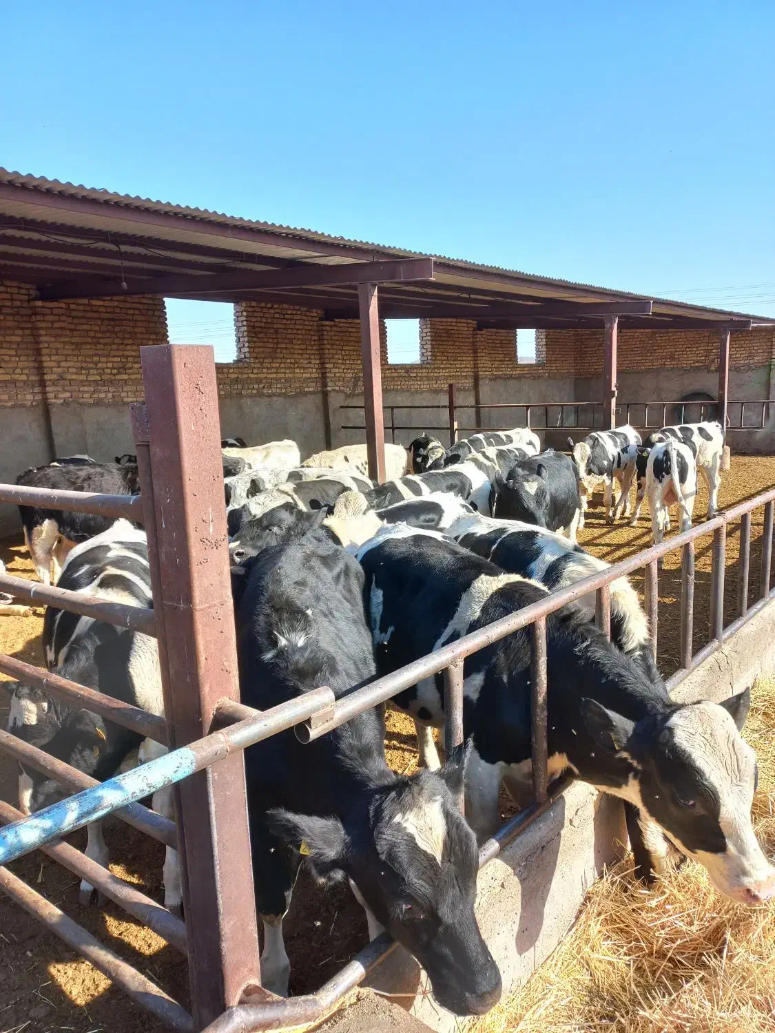 تعدا ۳۰ راس جوانه داشتی|حیوانات مزرعه|تربتحیدریه, رضاشهر|دیوار