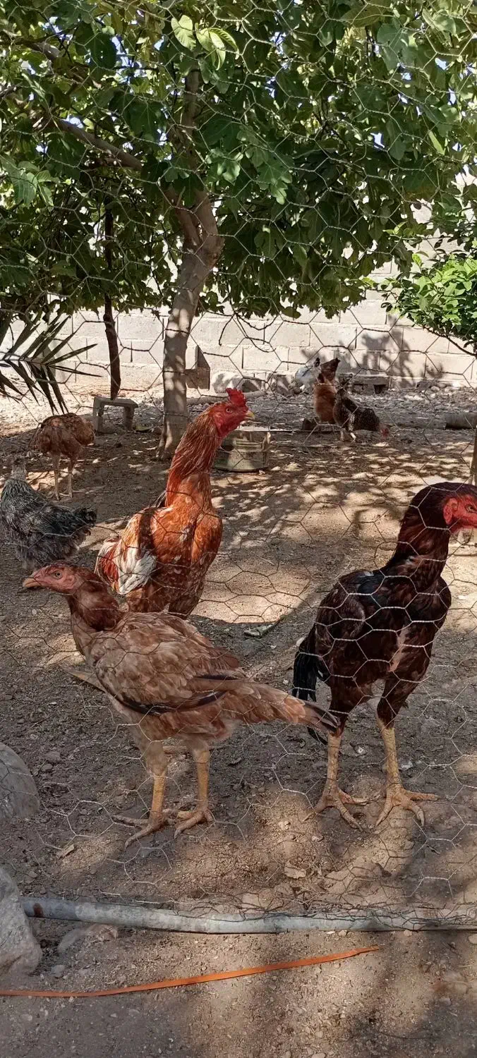 مرغ و خروس لاری|حیوانات مزرعه|احمدی, |دیوار