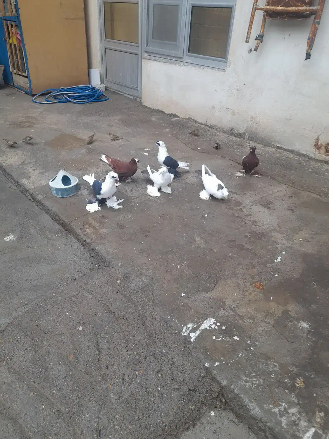 کبوتر|پرنده|تبریز, |دیوار