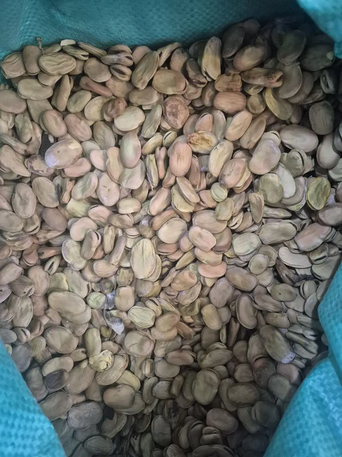 باقالی|خوردنی و آشامیدنی|رشت, کوی فکوری|دیوار