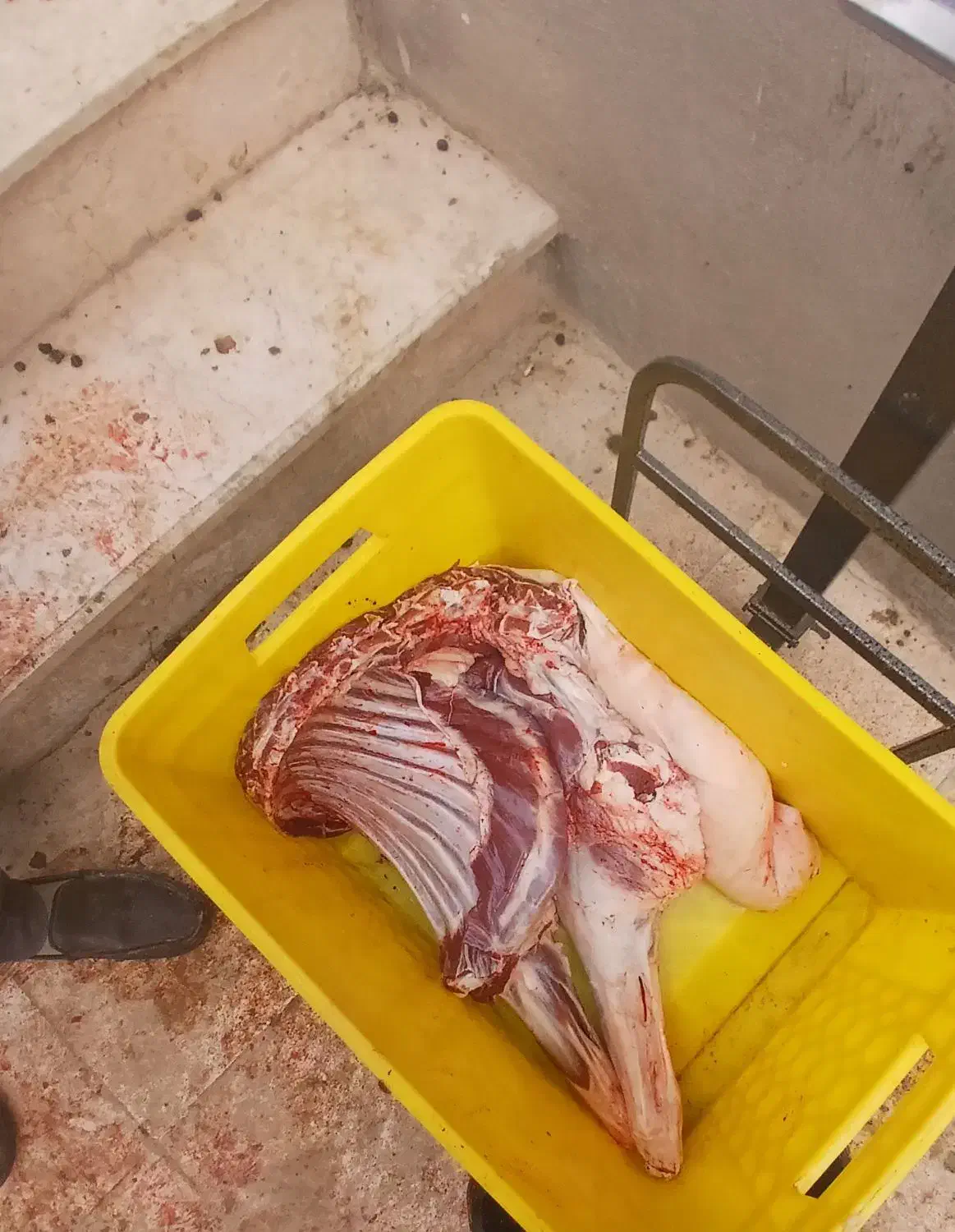 گوسفنده زنده و گوشت هم موجود میباشد|حیوانات مزرعه|رودهن, |دیوار