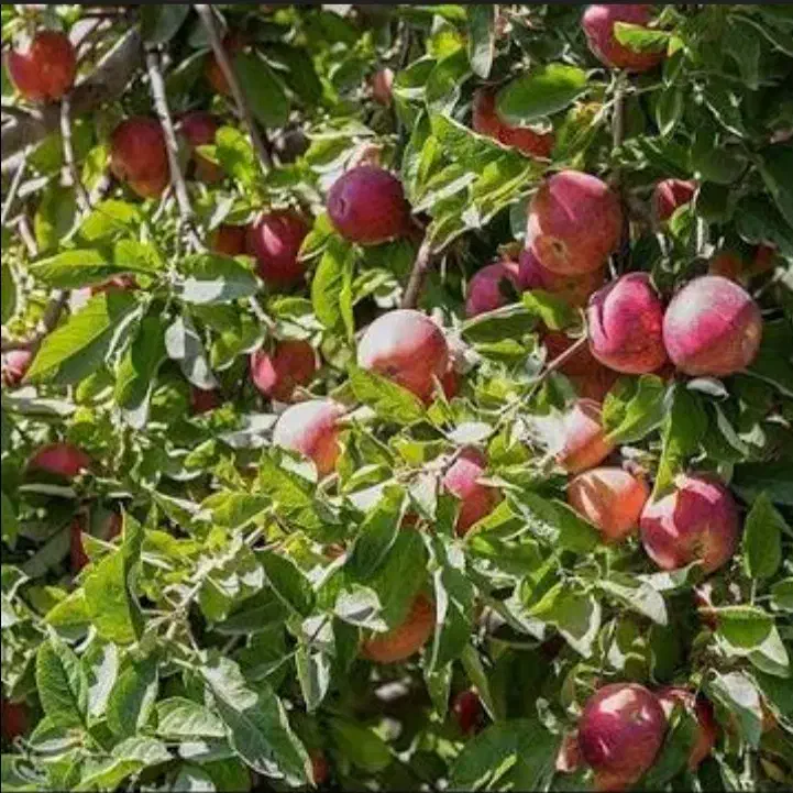 باغبانی|خدمات باغبانی و درختکاری|ارومیه, |دیوار