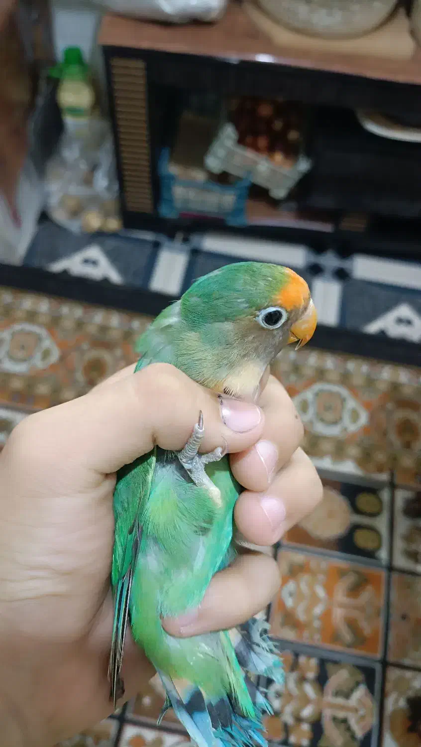 طوطی برزیلی نر|پرنده|پارسآباد, |دیوار