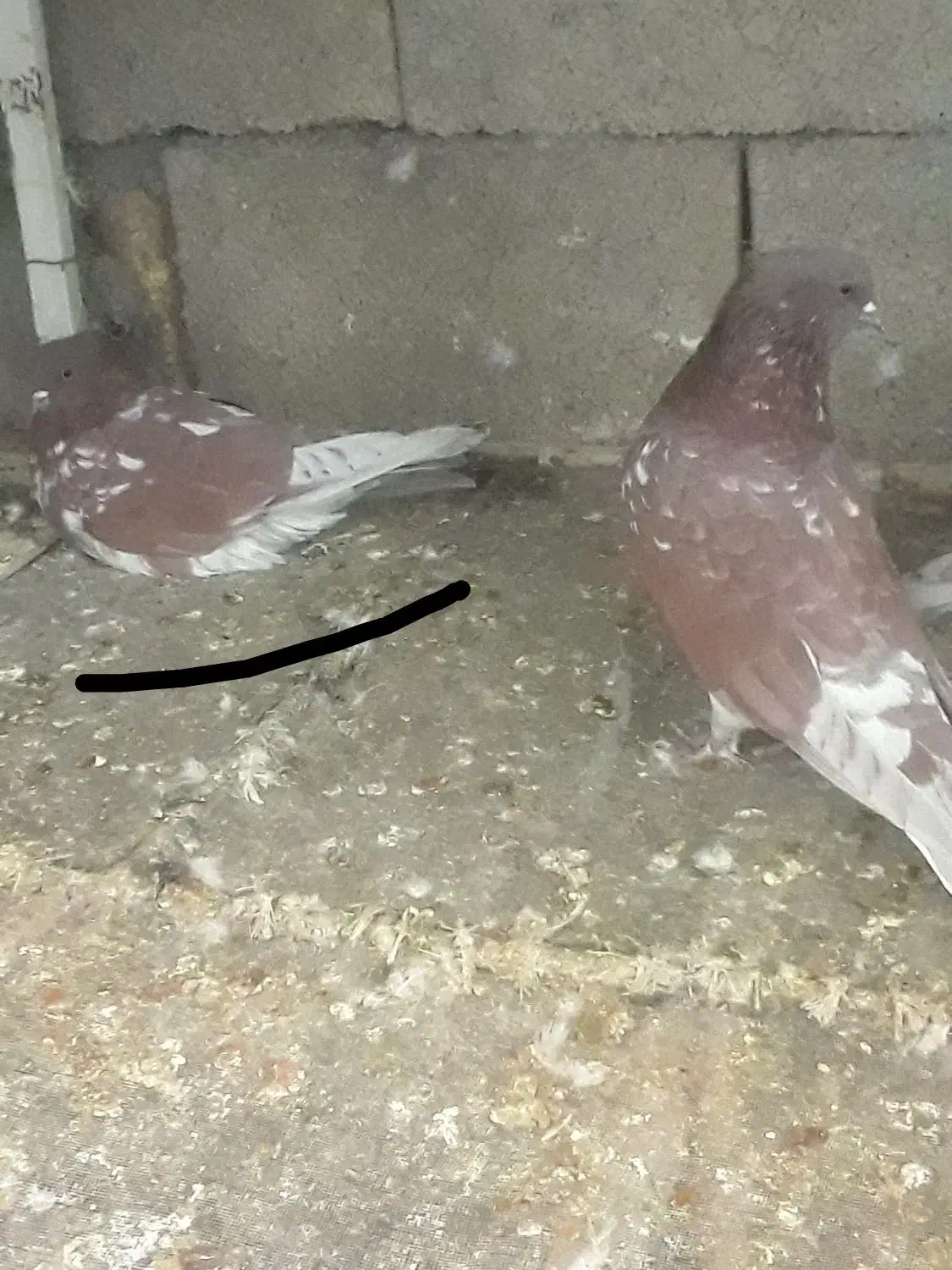 گرگی وسرخ پرشی|پرنده|تیران, |دیوار