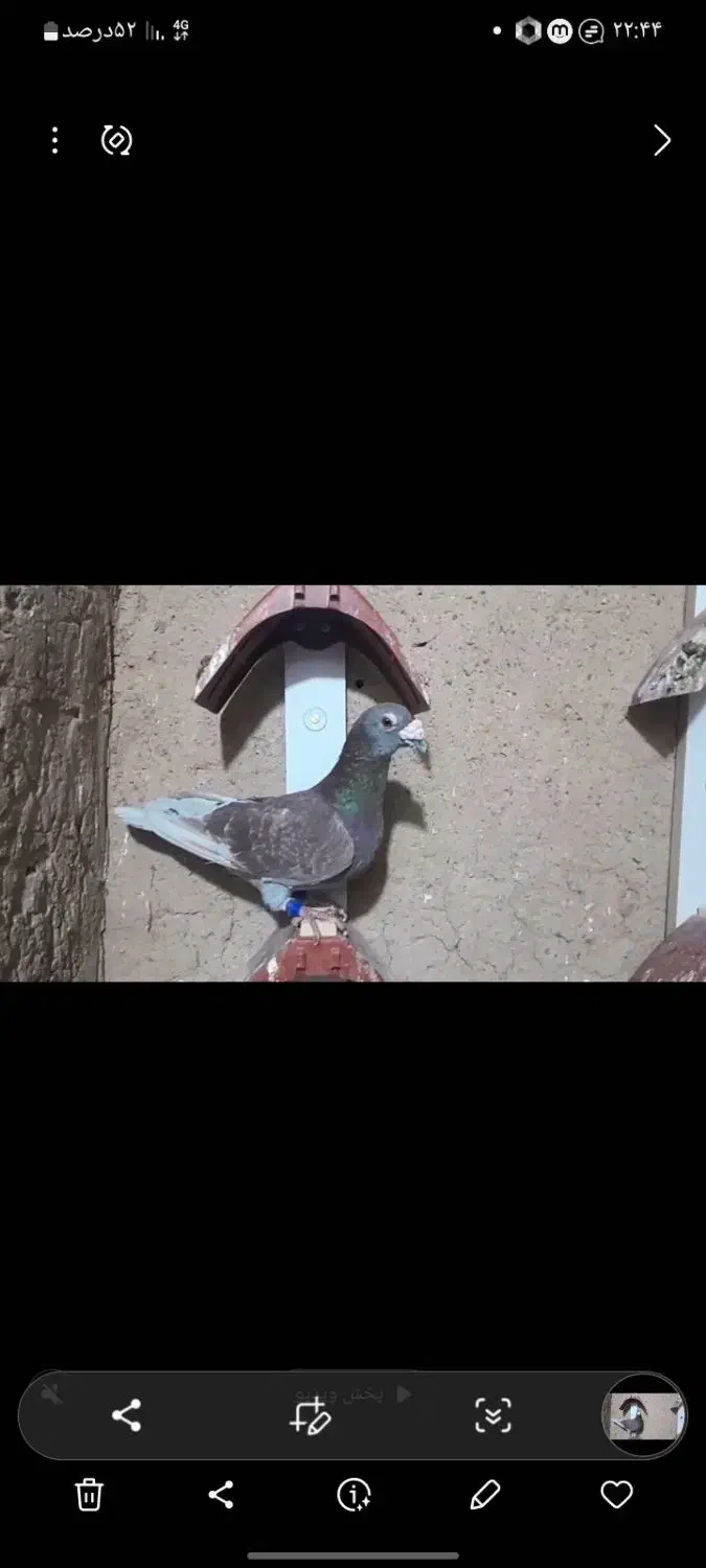 قوره ای نسل درست|پرنده|سربیشه, |دیوار