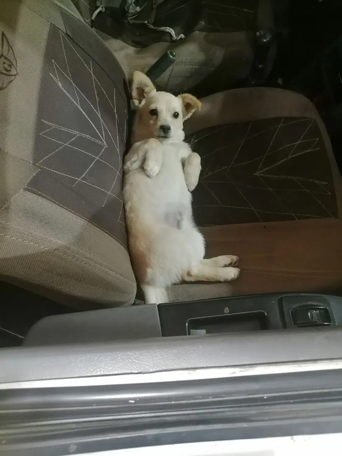 واگذاری سگ|سگ|کرمان, |دیوار