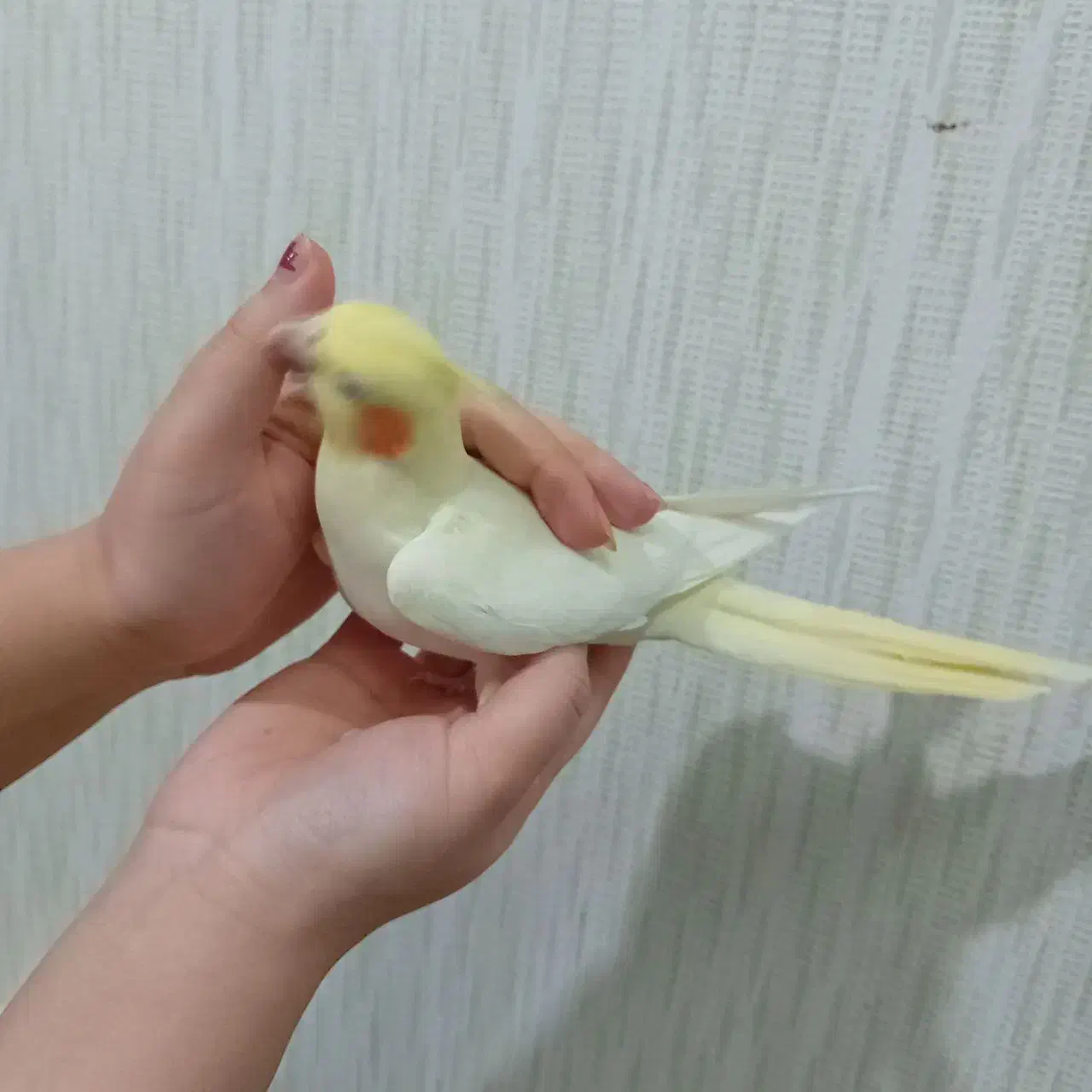 هلندی عروس|پرنده|قوچان, |دیوار