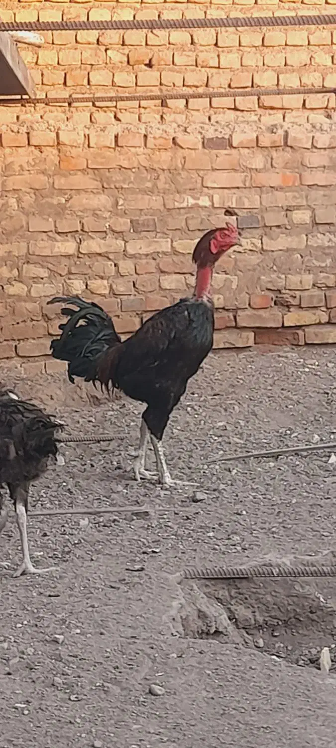 تخم مرغ نطفه دار|حیوانات مزرعه|رفسنجان, |دیوار