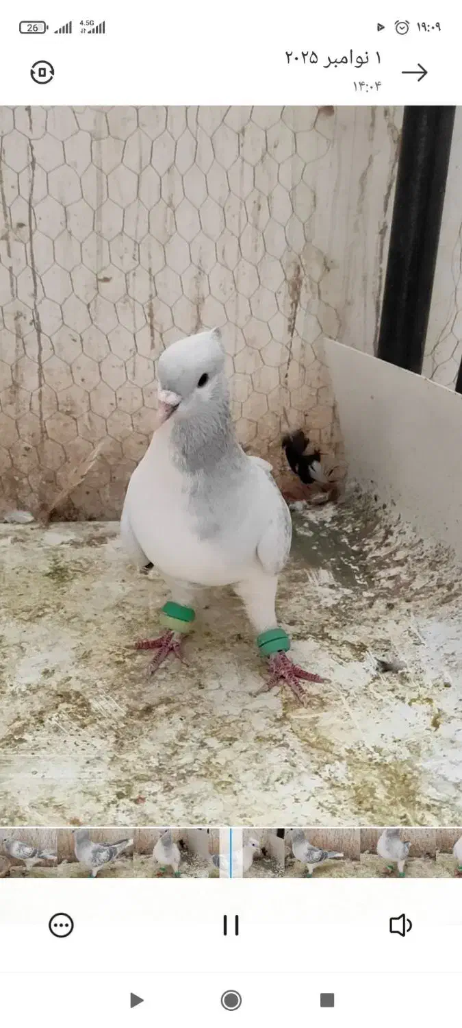 نرساده مگسی|پرنده|فرح دشت, |دیوار