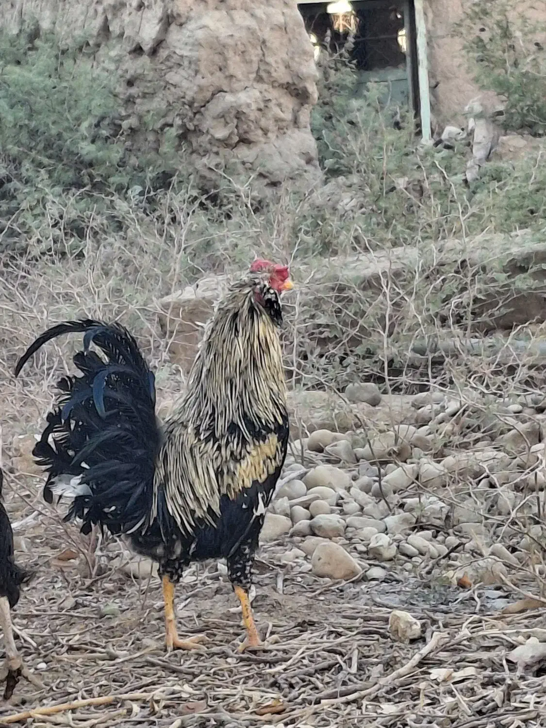 دو عدد خروس گلین|حیوانات مزرعه|تهران, مجیدآباد|دیوار