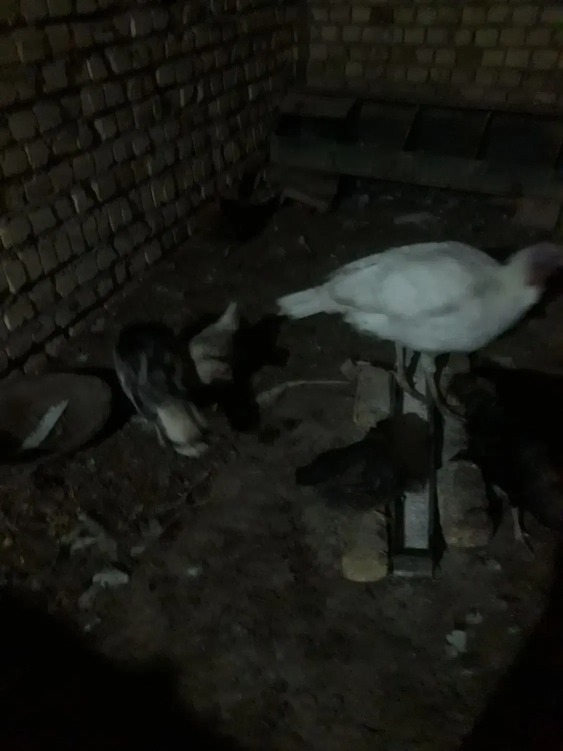 یک عدد بوقلمون نر و دو ماده ۴ میلیون|حیوانات مزرعه|کاشان, دانش|دیوار