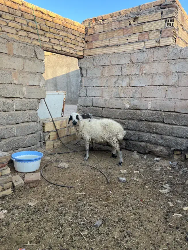 میش|حیوانات مزرعه|سیرجان, |دیوار