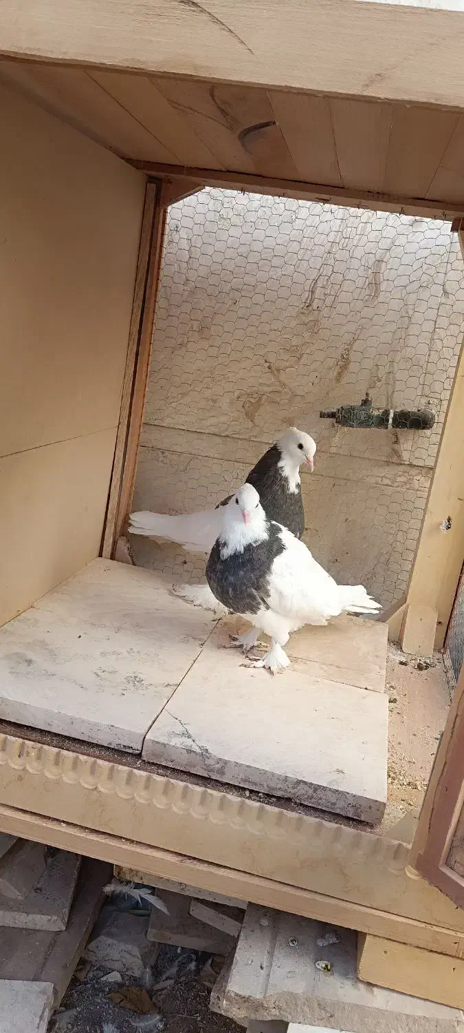 طوقی|پرنده|آران و بیدگل, |دیوار