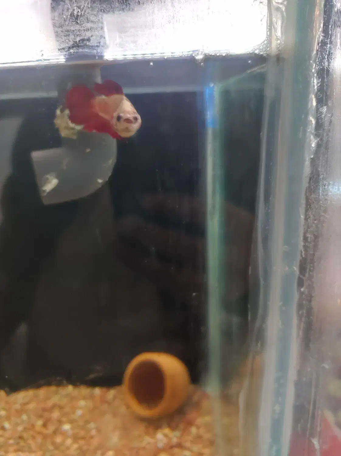 ماهی ارزان|ماهی|ارومیه, |دیوار