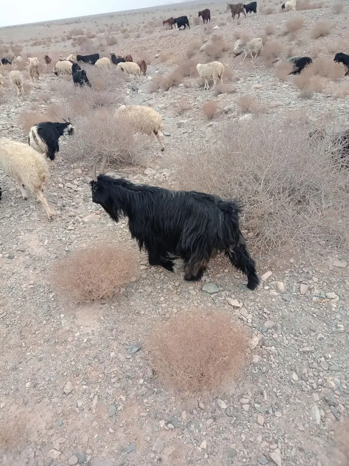 بز ترکی|حیوانات مزرعه|خضر آباد, |دیوار