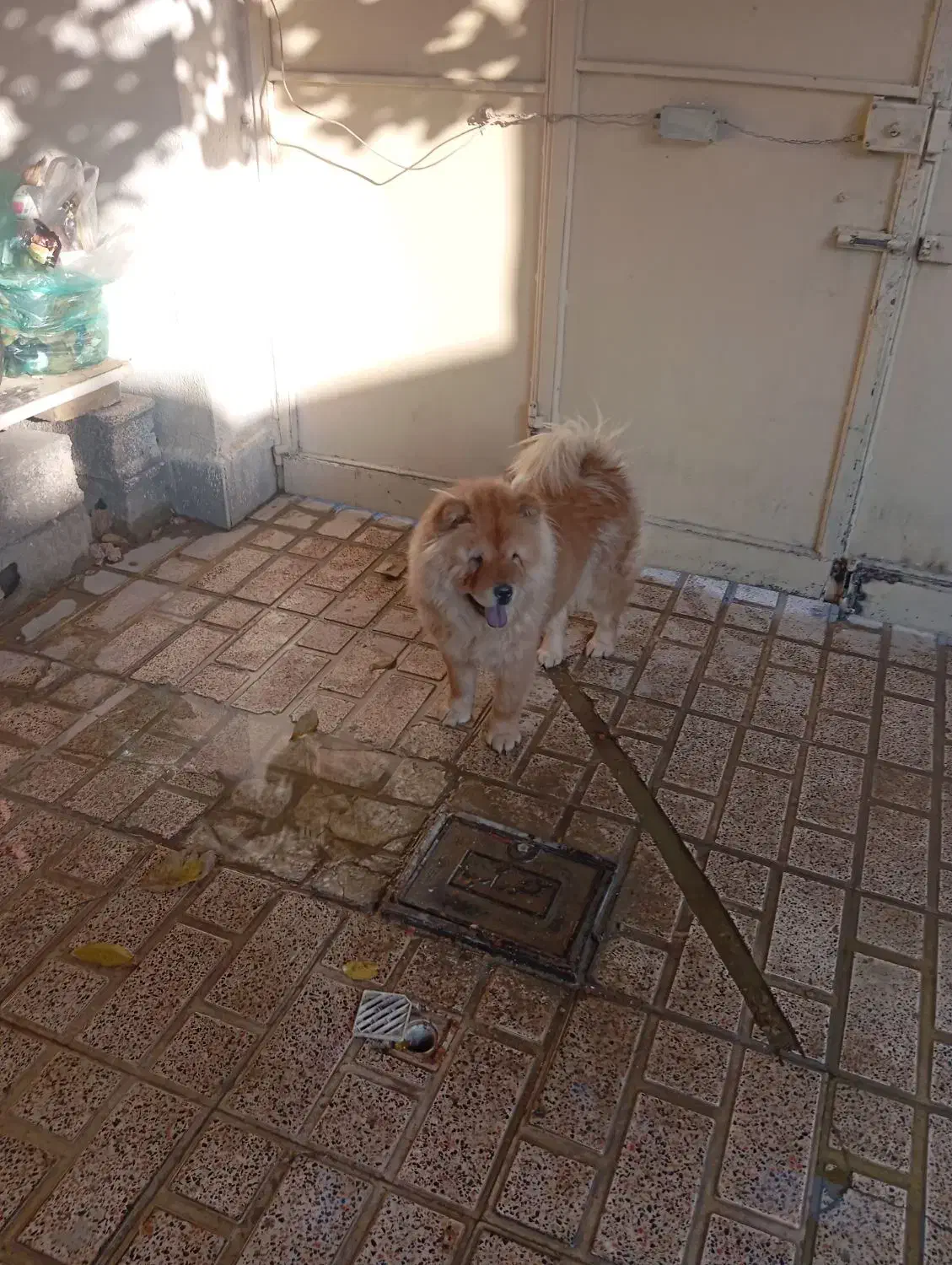 سگ فروشی قیمت 15ساعت پنج ونیم به بعد در خدمتم|سگ|شهریار, شهریار|دیوار