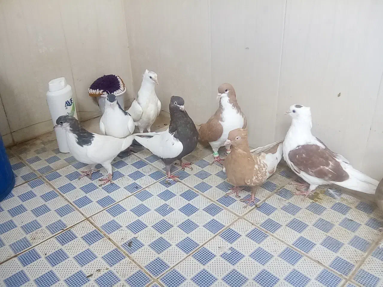 ۸عدد کبوتر رنگی|پرنده|باوی, |دیوار