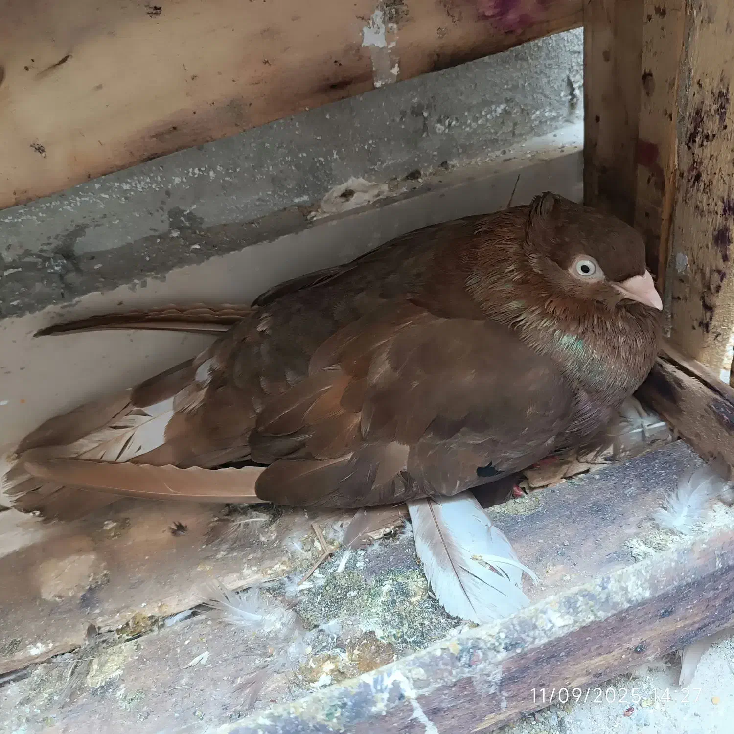 جفت سوسنی|پرنده|بندر ماهشهر, |دیوار