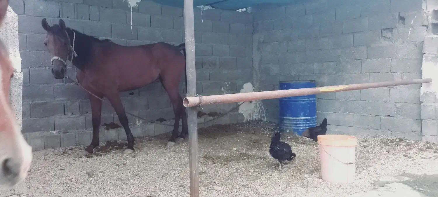 اسب مادیان سالار ۲پدر بزرگش هست|اسب و تجهیزات اسبسواری|بندر کنگان, |دیوار