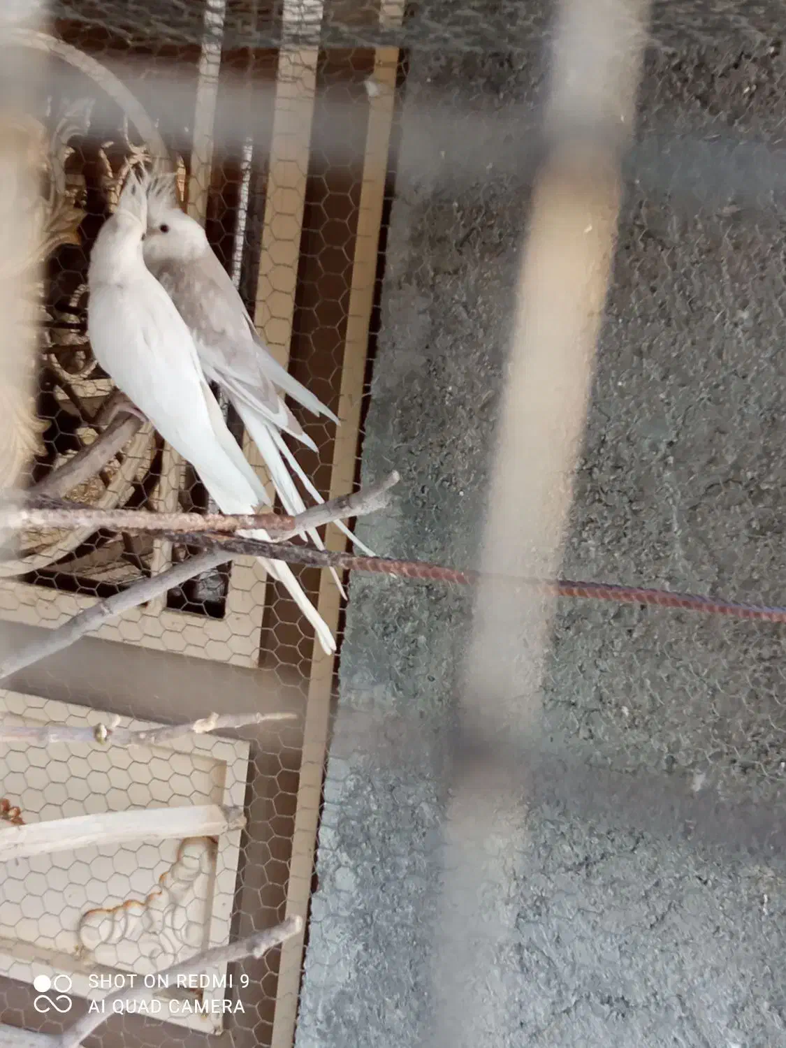 جفت آلبینو مولد|پرنده|ارد, |دیوار