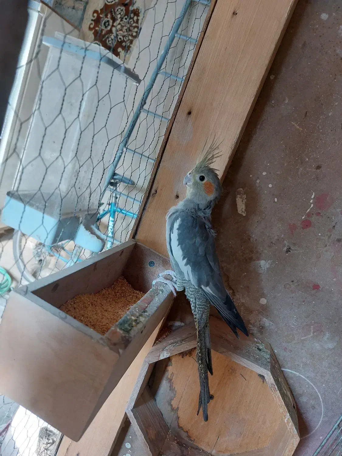 عروس هلندی|پرنده|تبریز, |دیوار