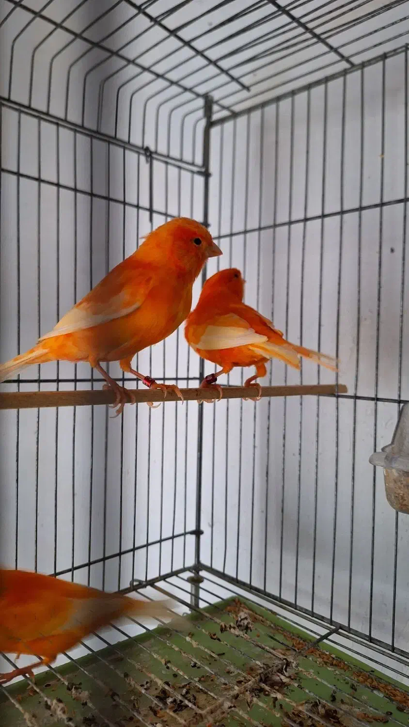 قناری رنگی 2025|پرنده|تهران, صادقیه|دیوار