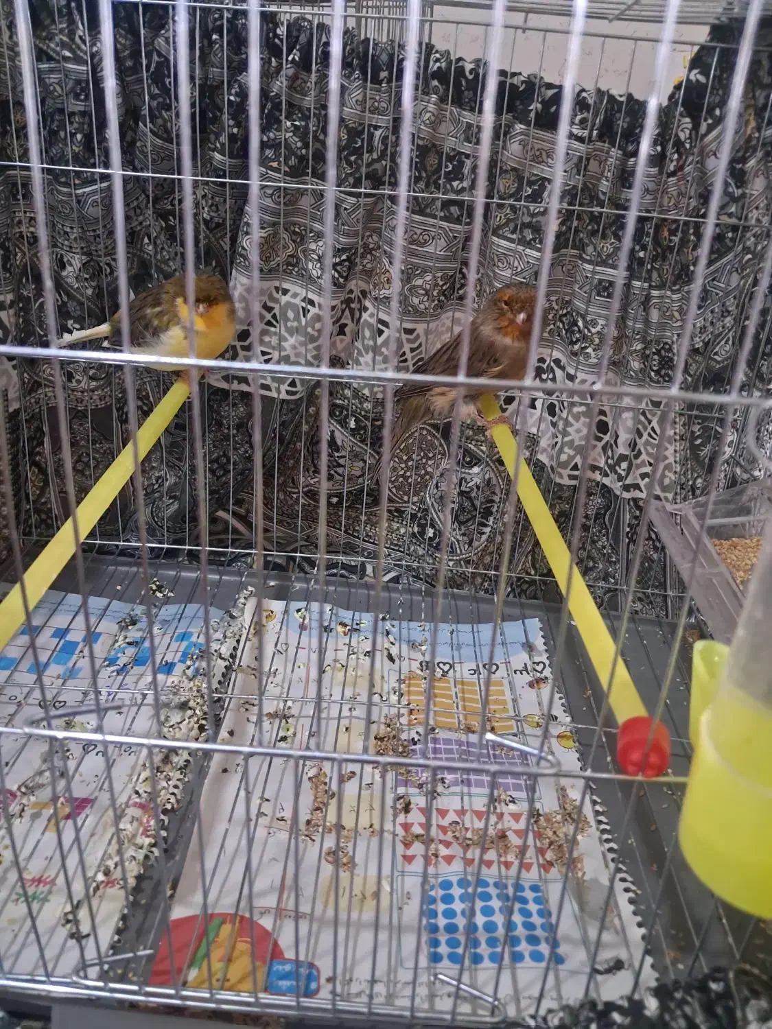 قناری جفت کرست|پرنده|اصفهان, نقش جهان|دیوار