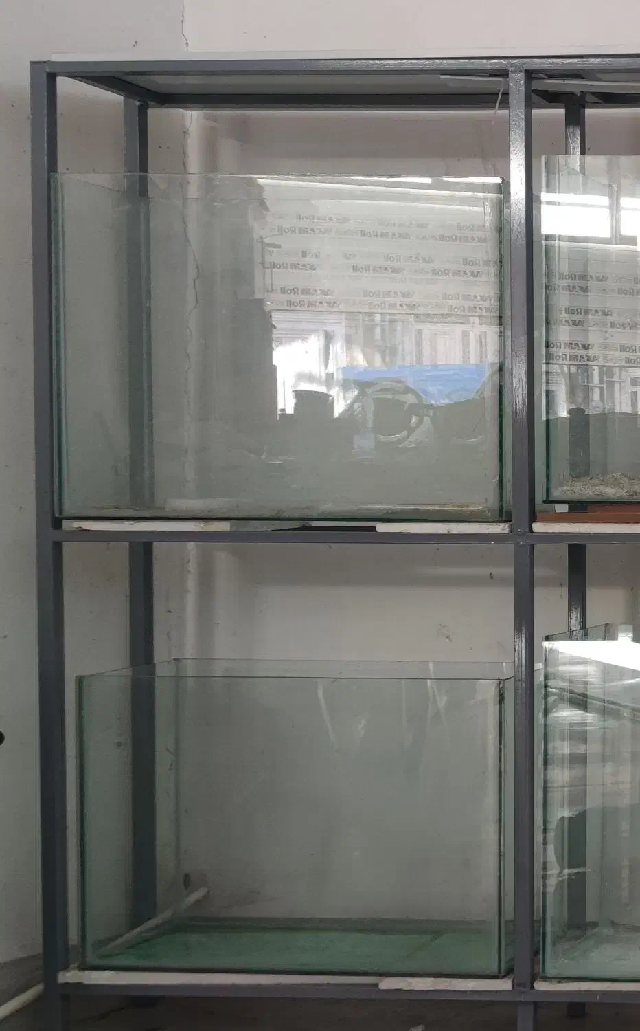 آکواریوم|ماهی|نقده, |دیوار