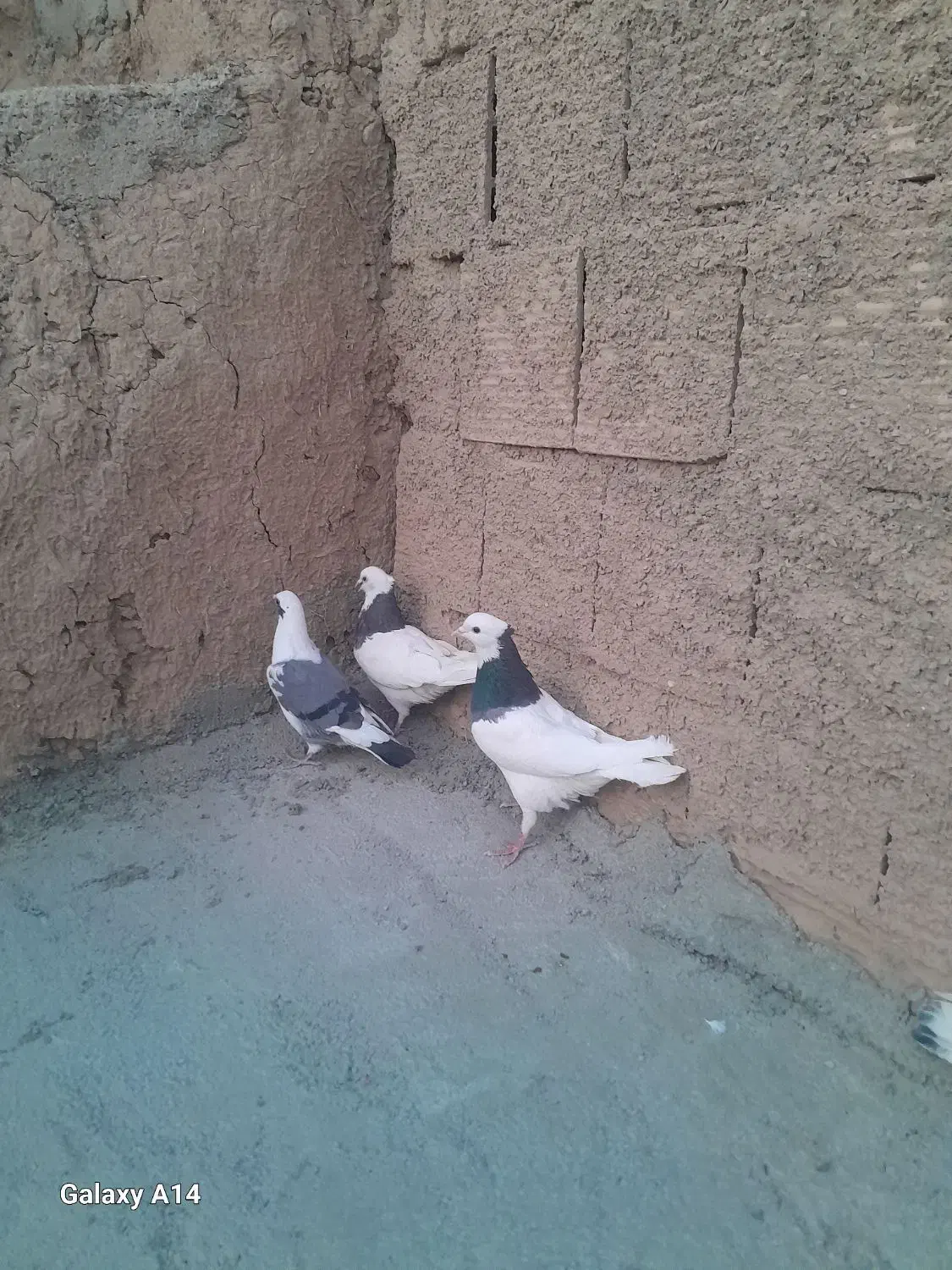 دوتا قوق نرو ماده یه صده امری با 4تا پرشی|پرنده|اسفراین, |دیوار