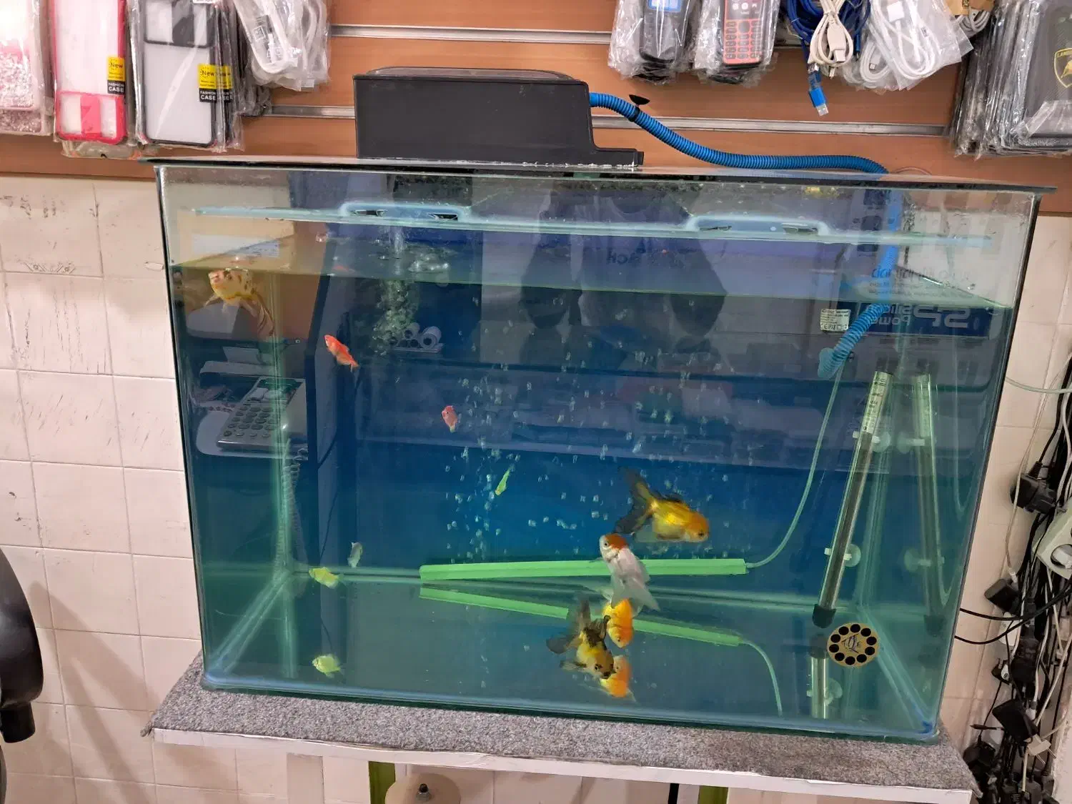 آگواریوم شیشه خم شرکتی|ماهی|خرمآباد, |دیوار