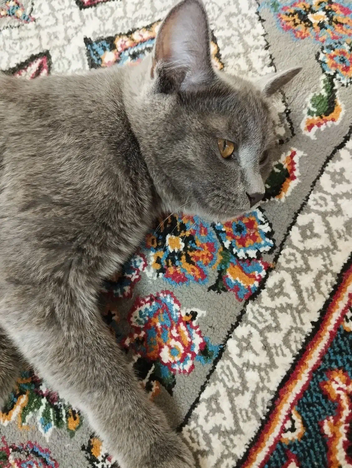 ماده راشن بلو|گربه|اصفهان, نصرآباد|دیوار