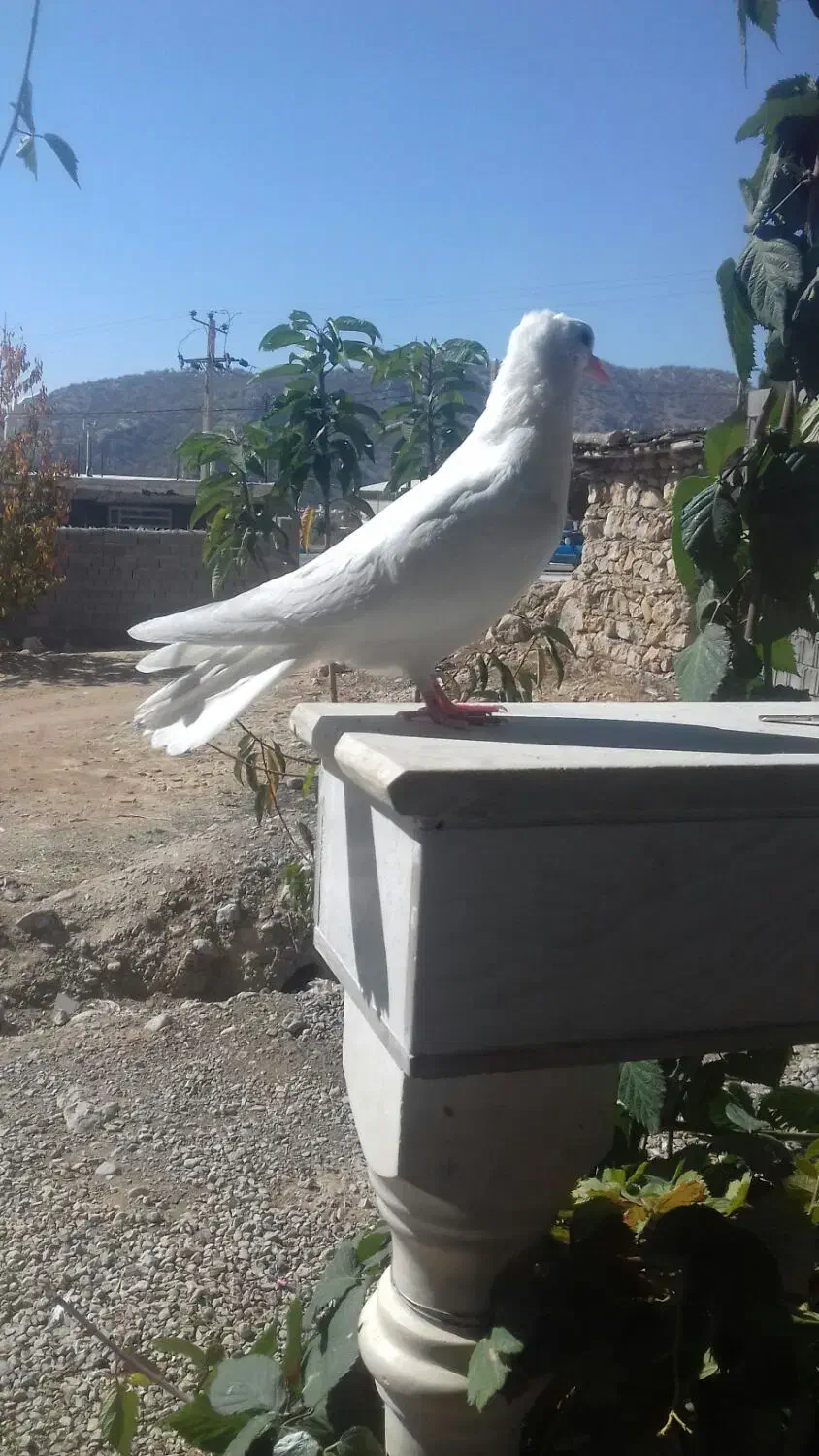 فروش کبوتر|پرنده|سی‌سخت, |دیوار