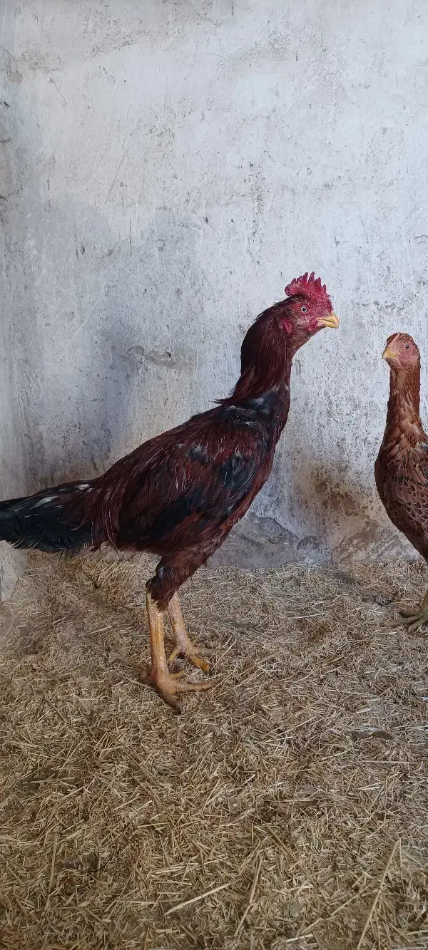 لاری|حیوانات مزرعه|کرفتو, |دیوار