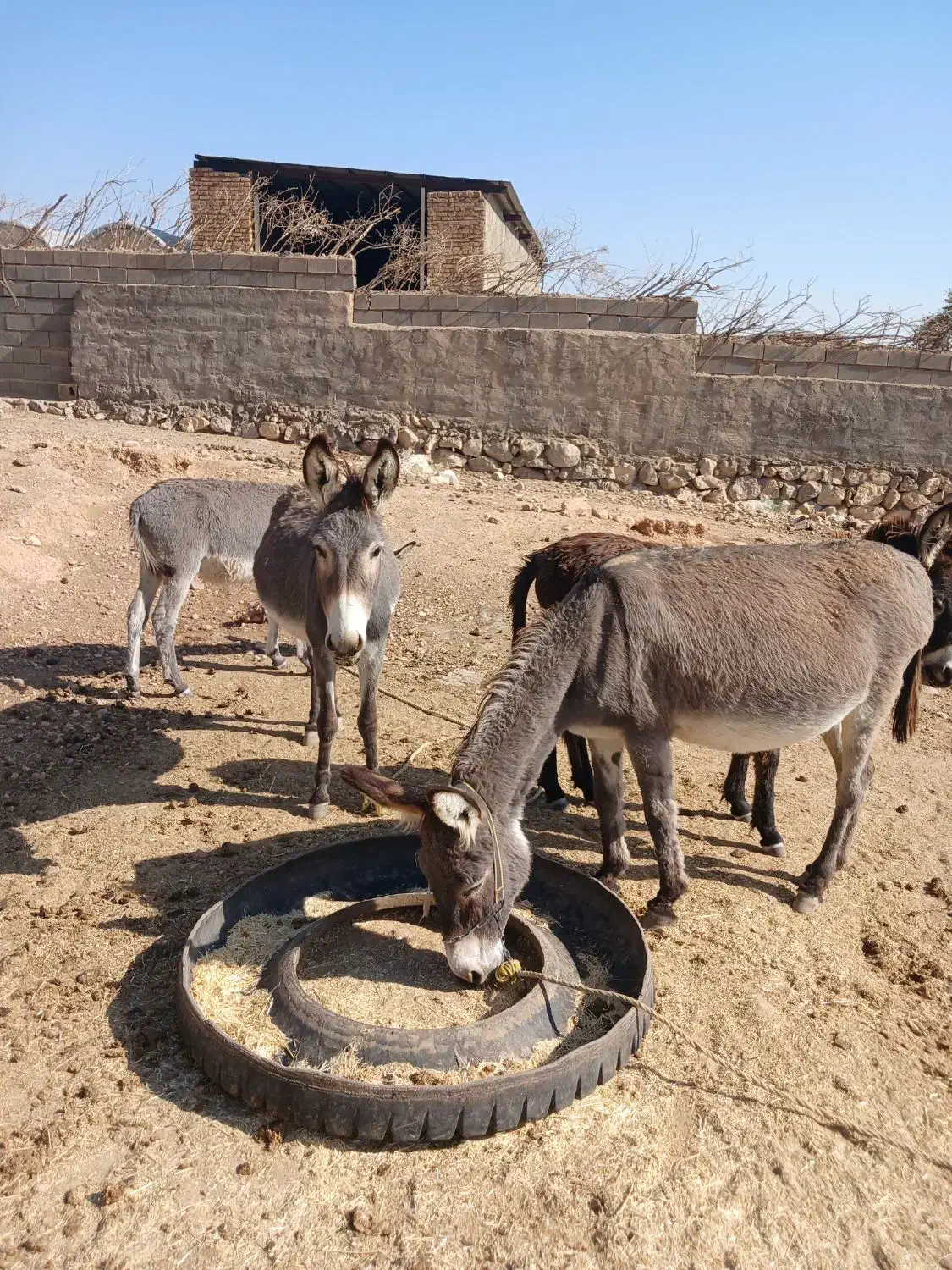 الاغ نر وماده|حیوانات مزرعه|گرمسار, |دیوار
