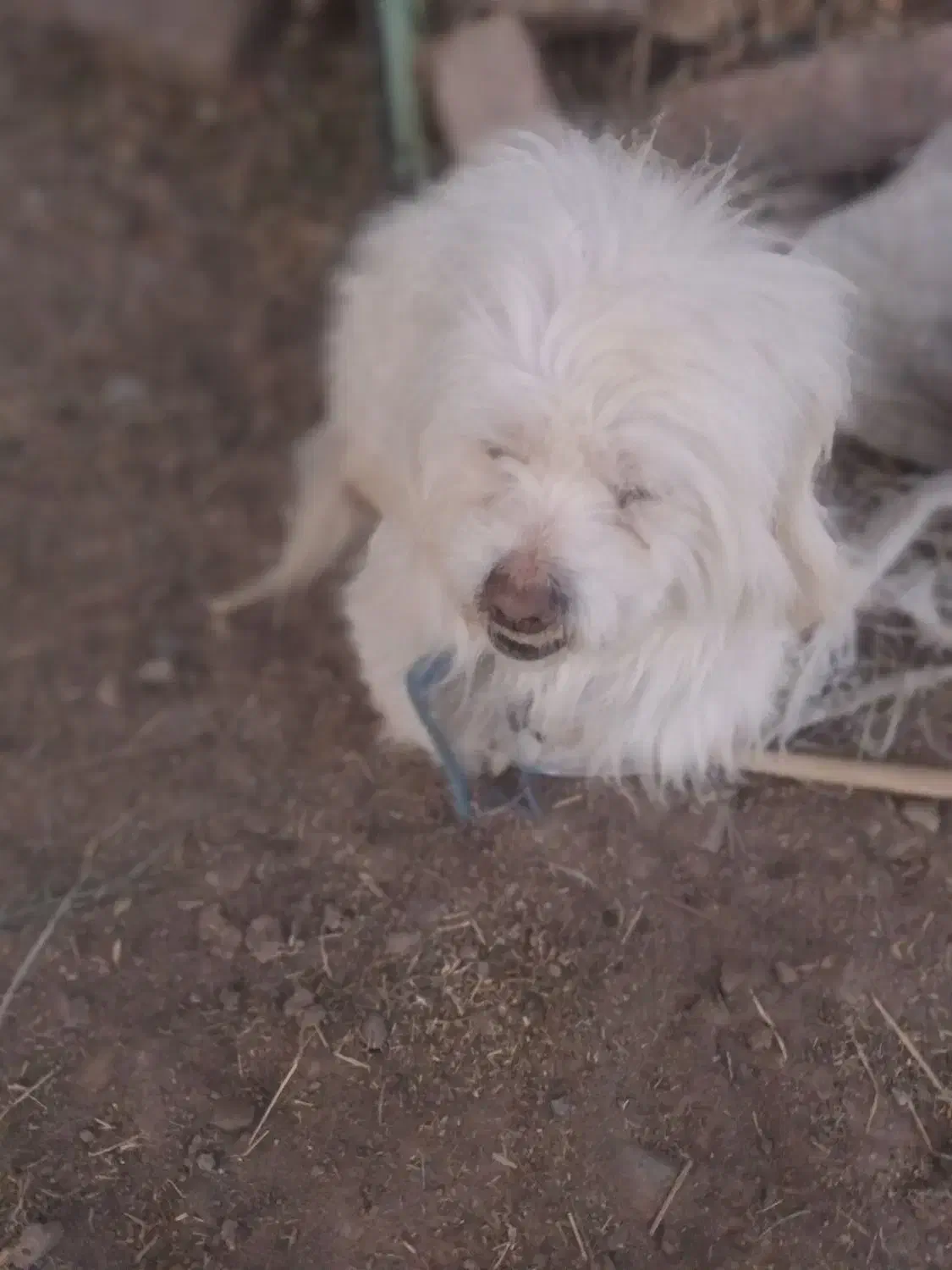 واگذاری سگ پاکوتاه نر پشمالو 11ماهه|سگ|بم, |دیوار