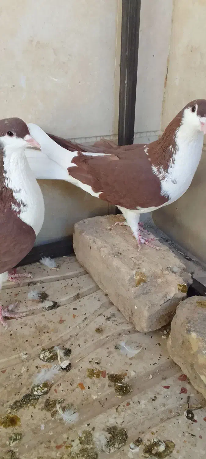 سیاهپوش|پرنده|محمدیه-قزوین, |دیوار