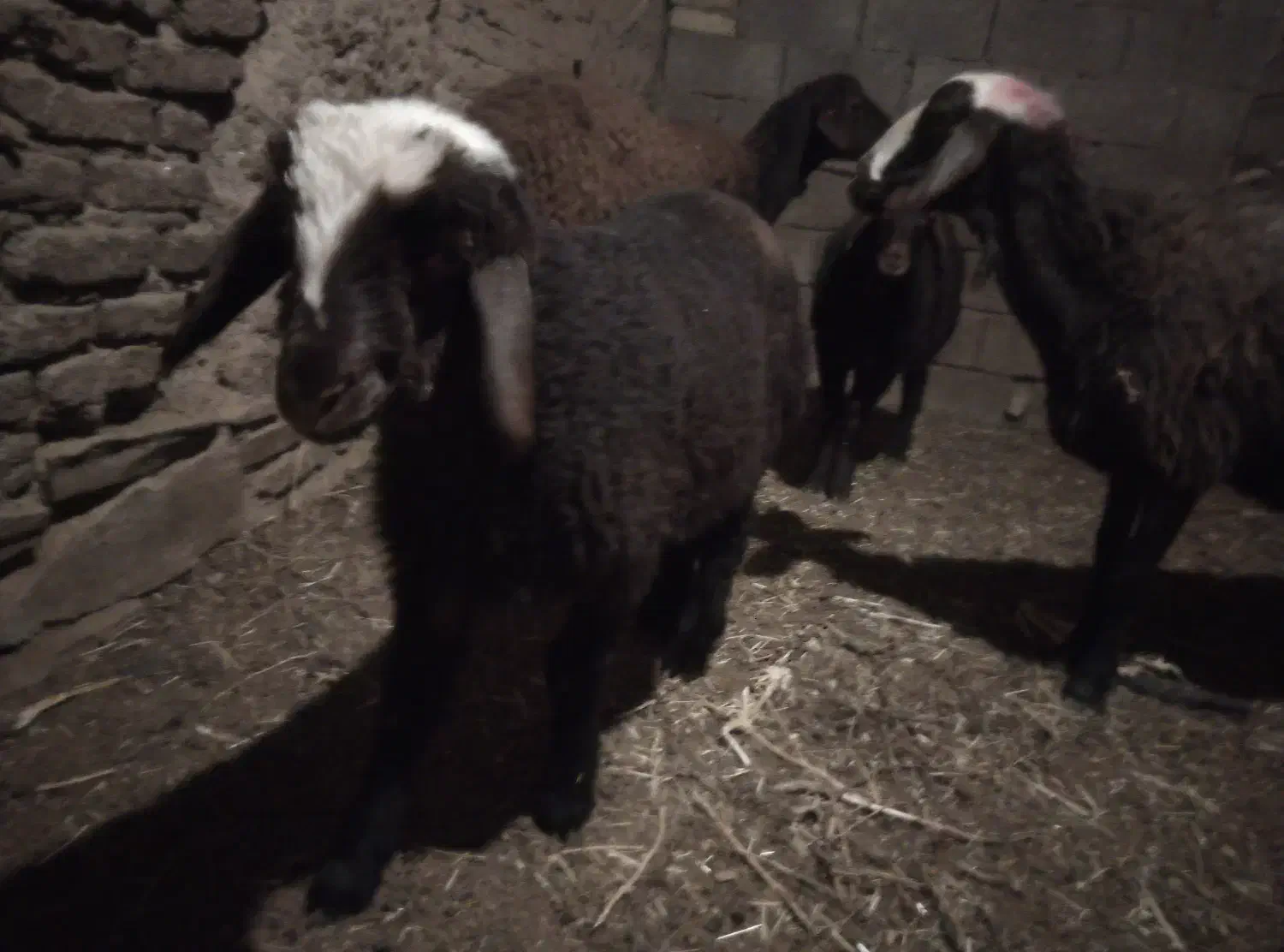 دوراس میش بره درشت گله ای جوان|حیوانات مزرعه|سلیمان, |دیوار