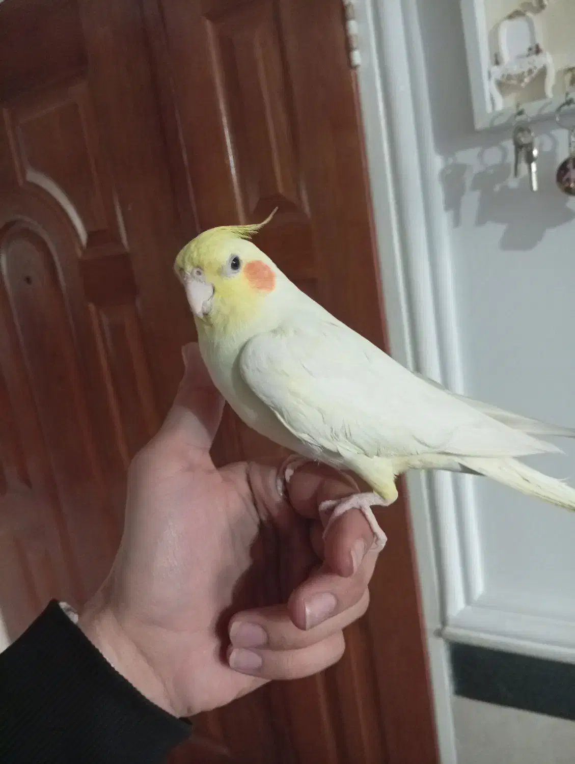 عروس هلندی|پرنده|رزن, |دیوار