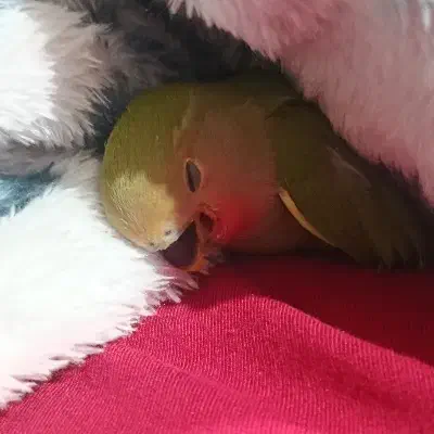 گمشده کوتوله برزیلی|حیوانات|قم, عمار یاسر|دیوار